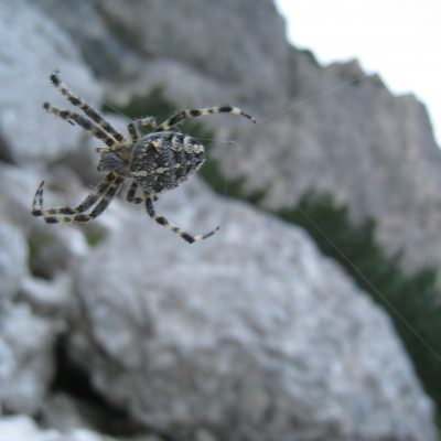 Navadni križevec (Araneus diadematus)