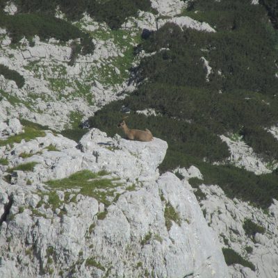 Drobljiva polica. Slika je simbolična, ker fotke prav tiste police nimam. Foto: Matevž