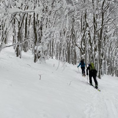 Smuka je boljša skozi bukov gozd