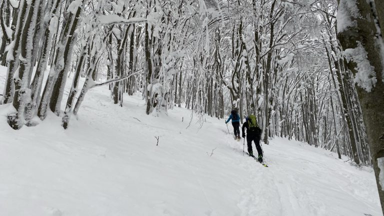 Smuka je boljša skozi bukov gozd