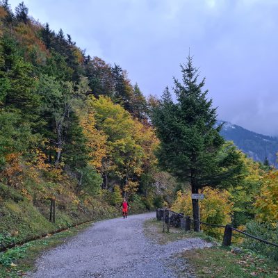 Tik pod kočo na Starem Ljubelju. Foto: Tanja Stanič